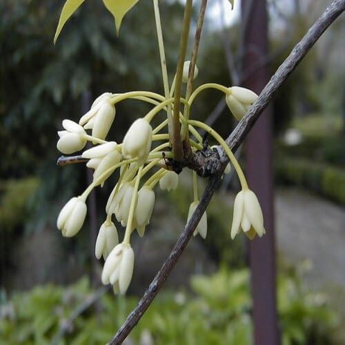 White Holboellia Flower - Heirloom, Non - Gmo Seeds