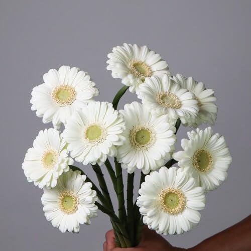White Daisy Flower - Heirloom, Non - Gmo Seeds
