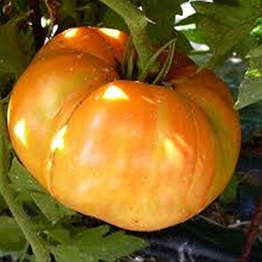 Big Orange Tomato Seeds for Large, Juicy Garden Tomatoes