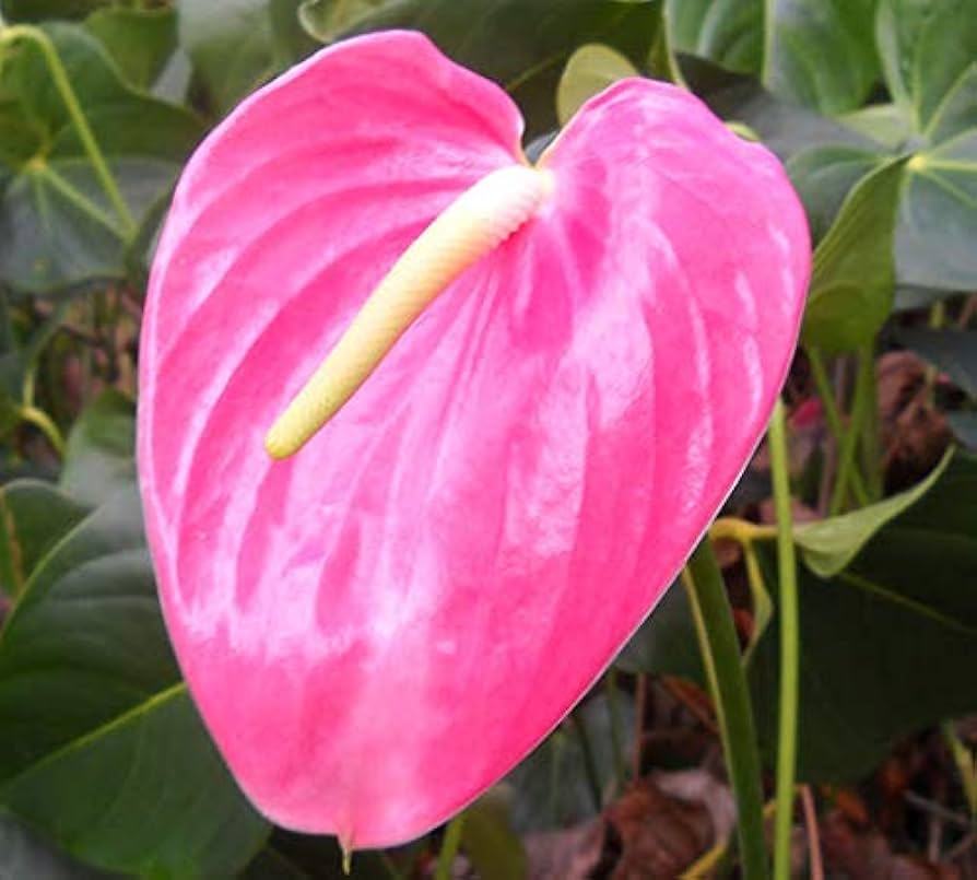 Pink Anthurium (Anthurium spp.) for planting in indoor ornamental pots