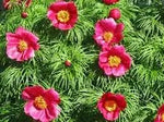 Fern Leaf Peony Flower Seeds for Planting - heirloom & Non GMO Seeds Dhara Seeds