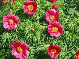 Fern Leaf Peony Flower Seeds for Planting - heirloom & Non GMO Seeds Dhara Seeds