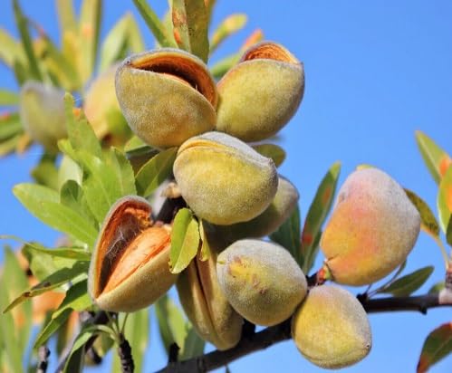 Green Almond Tree - Heirloom, Non - Gmo Seeds