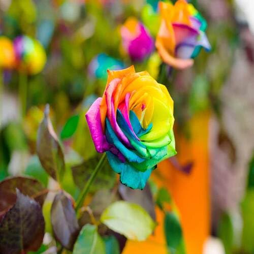 Rainbow Rose Flower - Heirloom, Non - Gmo Seeds
