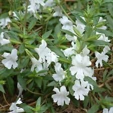 White Mimulus Flower Seeds for Planting - 100