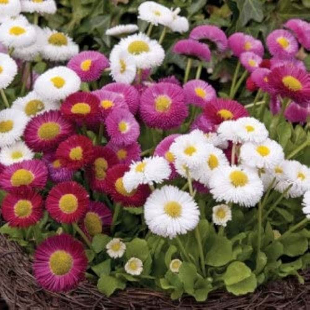 English Pomponette daisies grown from 500 Pcs-seed mix with fluffy, colorful flower heads