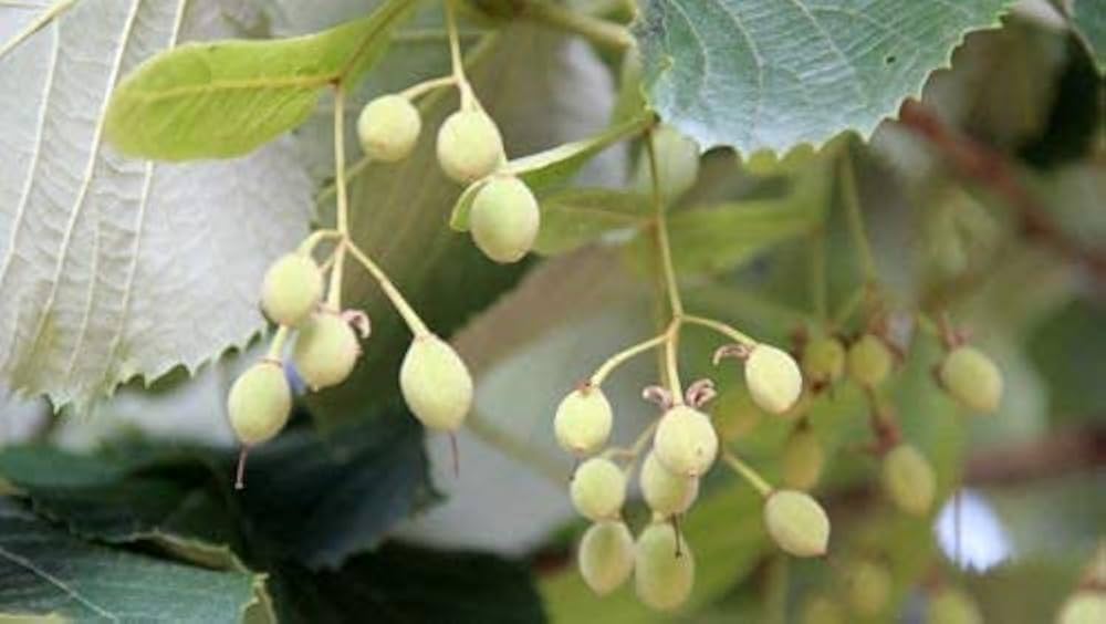 Silver Linden Tree Seeds for Planting