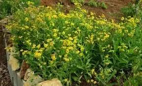 Meadow Arnica Yellow Flower Seeds for Planting - NON GMO Seeds Dhara Seeds