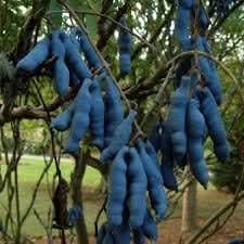 Blue Sausage Vine seeds for garden planting