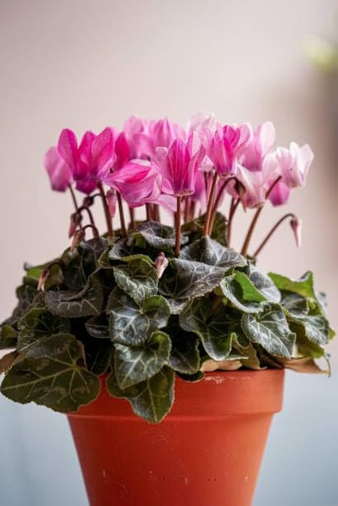 Cyclamen Persicum Laser Synchro Lila flower seeds for planting in shaded garden or indoor pots