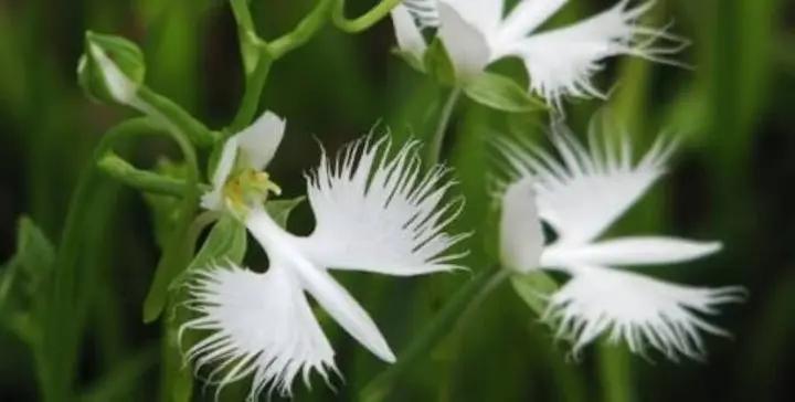 White Orchid Garden Terrace Flower Seeds for Planting - NON GMO Seeds Dhara Seeds