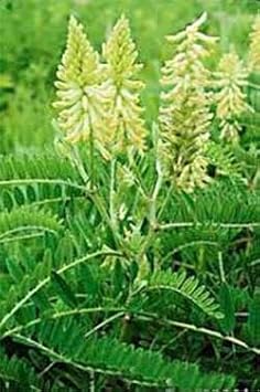 Light Green Astragalus Flower Seeds for Planting - 100