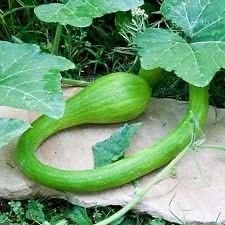 Green Tromboncino Cucurbita moschata seeds for trellis garden