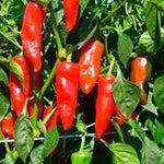 Sweet pepper Capsicum annuum seeds for planting in vegetable patch