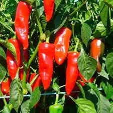 Sweet pepper Capsicum annuum seeds for planting in vegetable patch