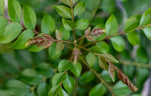 Curry Leaf Green - Heirloom, Non - Gmo Seeds