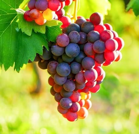 Red Grapes Fruit - Heirloom, Non - Gmo Seeds