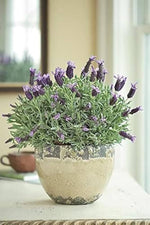 Lavender flower seeds for DIY, cooking, and perennial plants