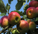 Pink and yellow apple fruit seeds