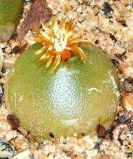 Mixed Conophytum Hammeri Plant Seeds for Planting, 100