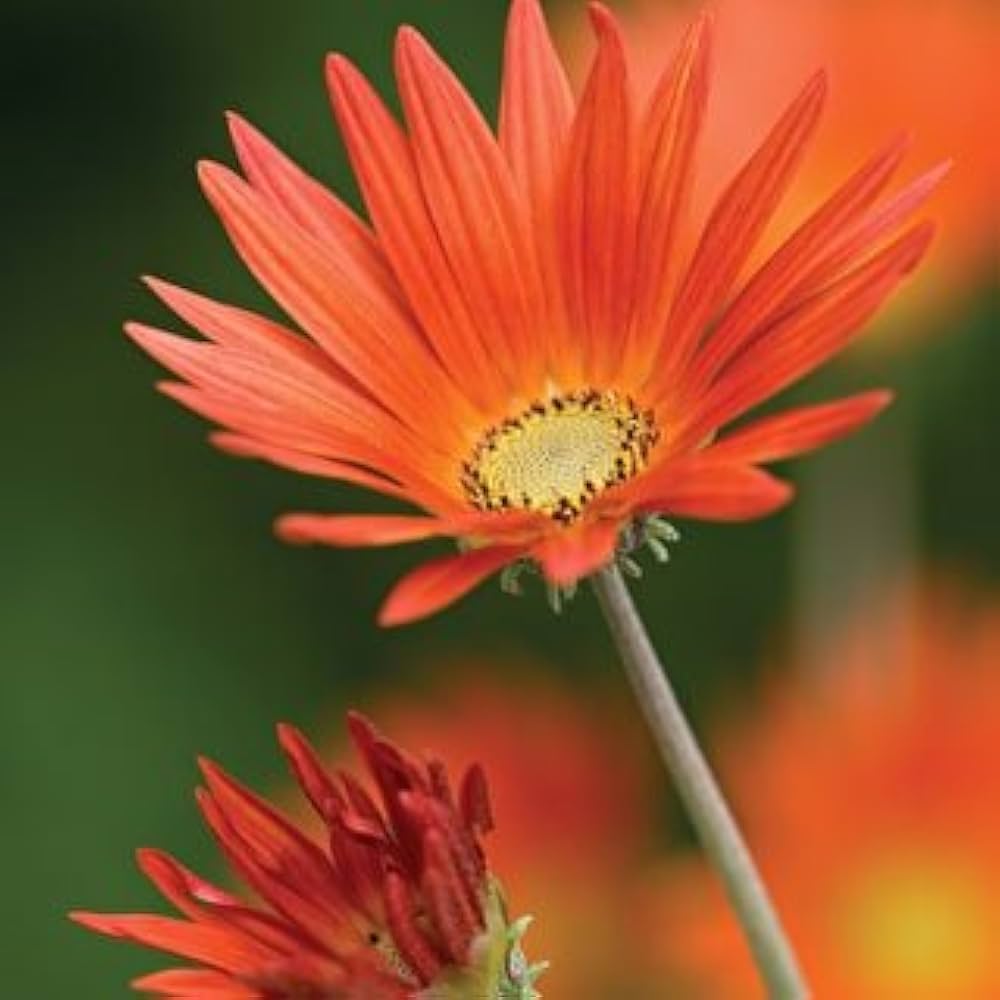 African Daisy Seeds Orange Seeds for Garden Planting