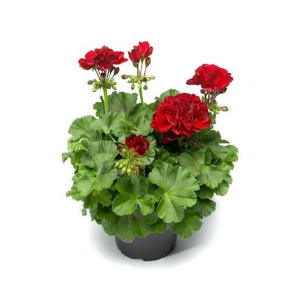 Geranium Flower - Heirloom, Non - Gmo Seeds