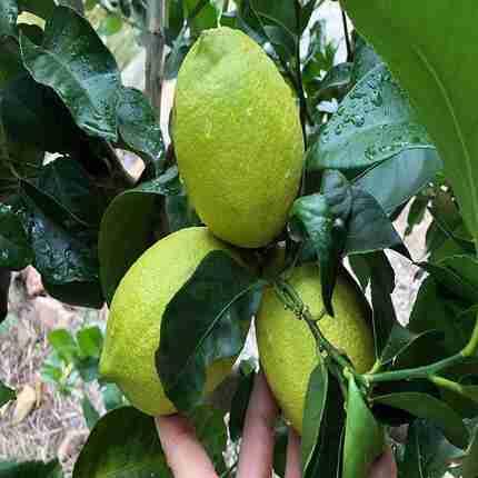 Green Eureka Lemon Fruit - Heirloom, Non - Gmo Seeds
