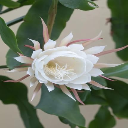 Epiphyllum Flower