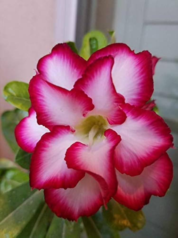 Adenium Obsum Soft Pink Flower Seeds for Elegant Garden Shrubs