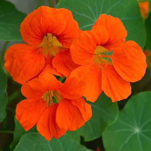 Giant Nasturtium Flower Orange - Heirloom, Non - Gmo Seeds