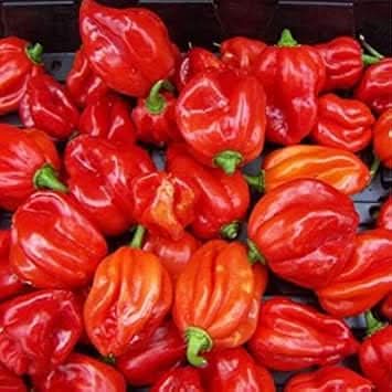 Scotch Bonnet Seeds for Planting