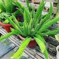 Beautifull Asparagus Meyeri Foxtail Fern Plant Seeds for Planting heirloom & Non-GMO Seeds Dhara Seeds