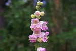 Violet Penstemon Seeds for Planting - 100 Dhara Seeds