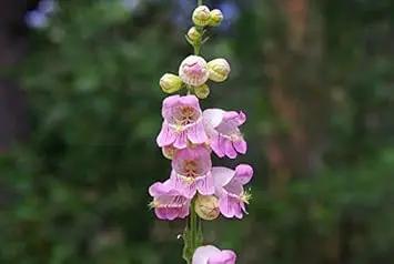 Violet Penstemon Seeds for Planting - 100 Dhara Seeds