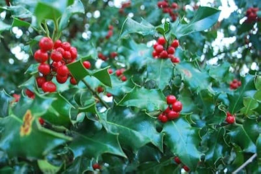 ILEX Aquifolium Holly Ilex aquifolium Seeds for Planting - Perfect for Flower Bed & Urban Garden