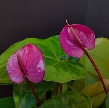 Pink Anthurium Andraeanum Flower Seeds for Planting - Heirloom and Non-GMO garden seeds