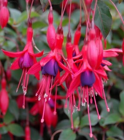 Fuchsia Flower - Heirloom, Non - Gmo Seeds