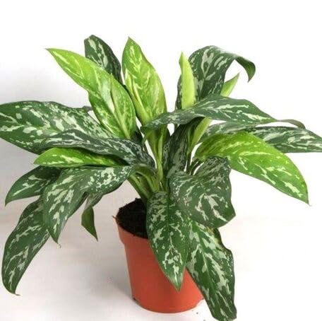 Green Aglaonema