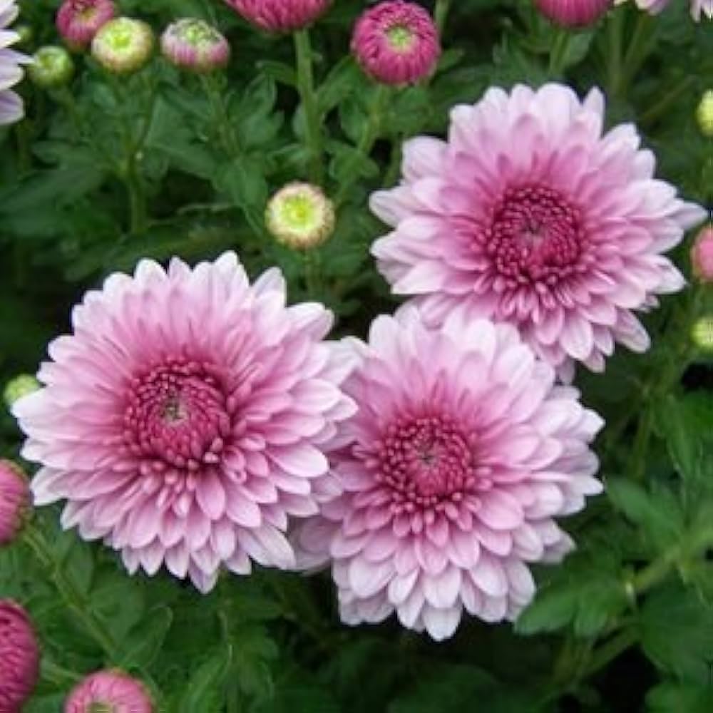 Chrysanthemum Polar Star Seeds Pieces for Planting
