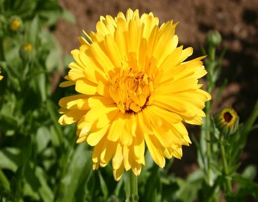Yellow Calendula Flower - Heirloom, Non - Gmo Seeds
