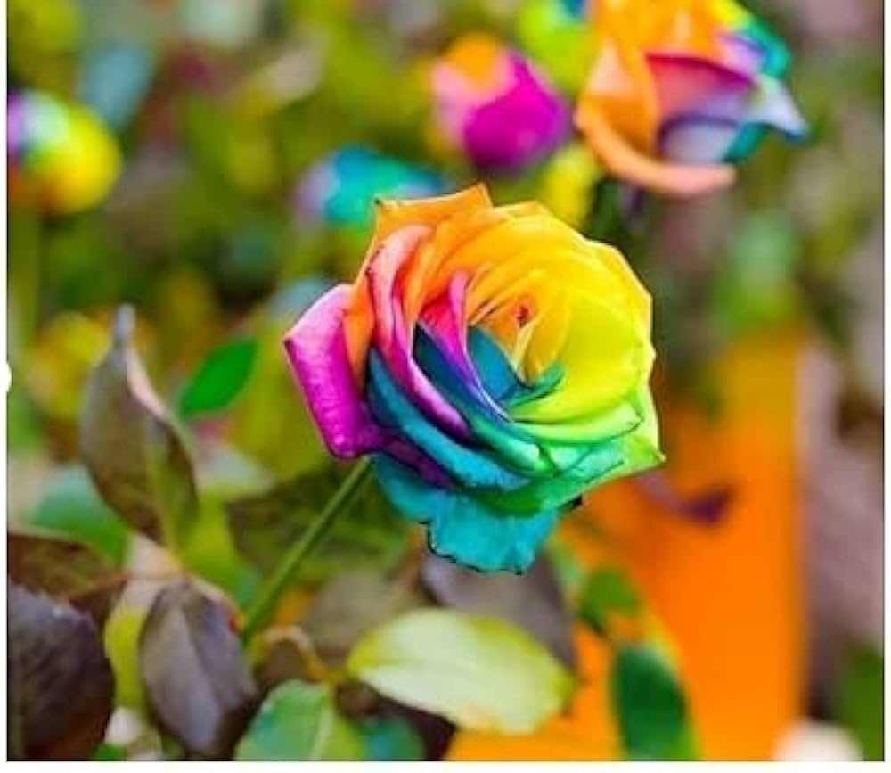Rose Rosa Hybrida Rare Holland Rainbow Flower Seeds for Planting