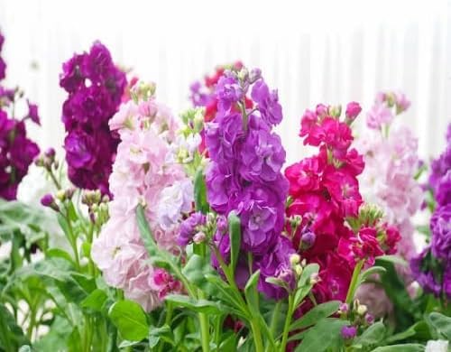 Mixed Matthiola Incana Flower - Heirloom, Non - Gmo Seeds