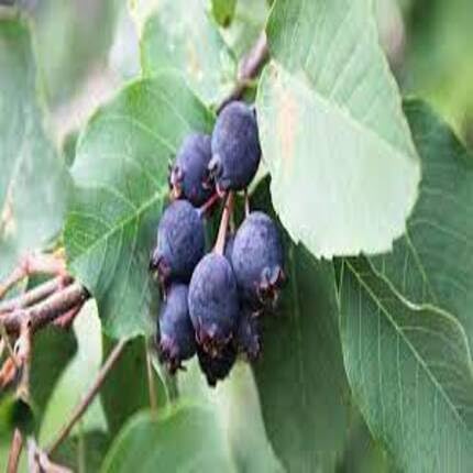 Saskatoon Berry Fruit Black