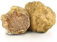 Tuber Magnatum Vegetable Seeds for Planting, heirloom & Non-GMO Seeds