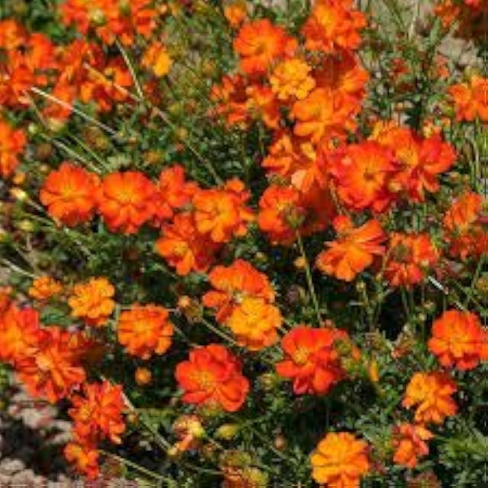 Cosmos Sulphur orange flowers for garden