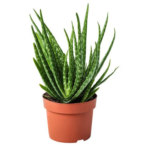 Green Aloe Vera - Heirloom, Non - Gmo Seeds