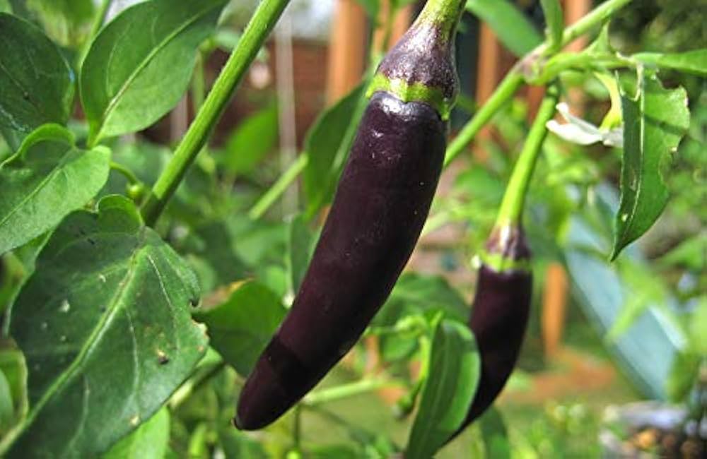 Fatalii Chocolate Chili Seeds for Planting Capsicum chinense for hot pepper lovers and vegetable gardens