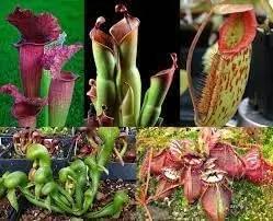 Mosquito Carnivorous Plant Seeds for Planting - NON GMO Seeds Dhara Seeds