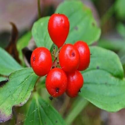 Red Bunchberry Fruit - Heirloom, Non - Gmo Seeds