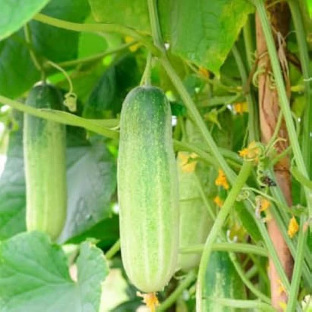 Cucumber Multi-Color Organic Vegetable Seeds for Home Garden